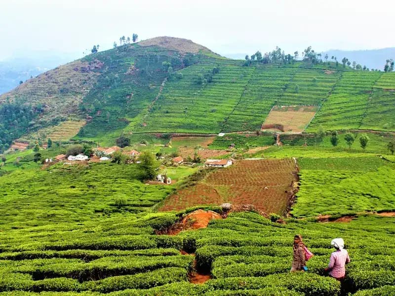 Nilgiris - Honeymoon to Majestic Hills
