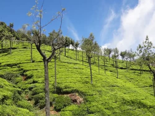 Honeymoon Tour Packages - Hill Station Honeymoon Tour