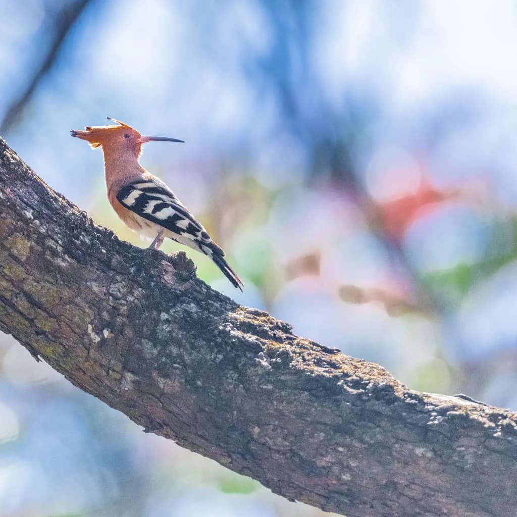 Indira Gandhi wildlife sanctuary