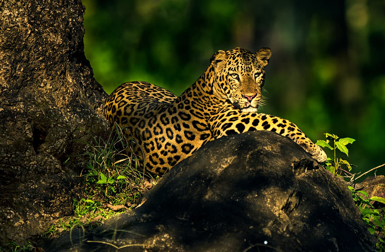 Nature & Wildlife Tours