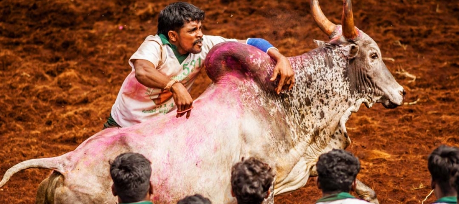 Best Places To Witness The 2020 Jallikattu In Tamil Nadu | Tamilnadu Tourism