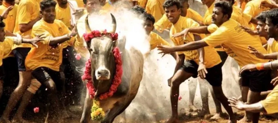 Popular places to visit in Tamilnadu for Jallikattu? | Tamilnadu Tourism