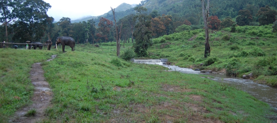 Top Wildlife Sanctuaries of Tamilnadu | Tamilnadu Tourism
