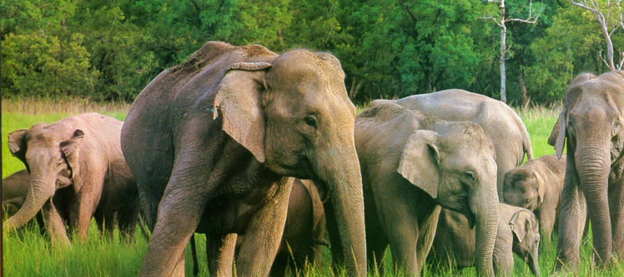 Popular National Parks and Wildlife Sanctuaries in Tamilnadu | Tamilnadu Tourism