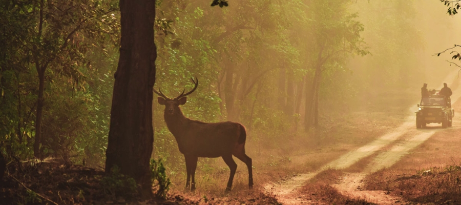 Mudumalai National Park And Wildlife Sanctuary | Tamilnadu Tourism