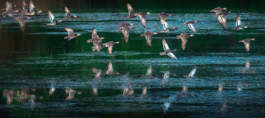 Bird Sanctuaries in Tamil Nadu | Tamilnadu Tourism